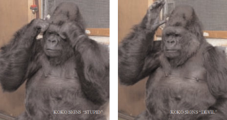 Koko_signs_stupid_devil.jpg