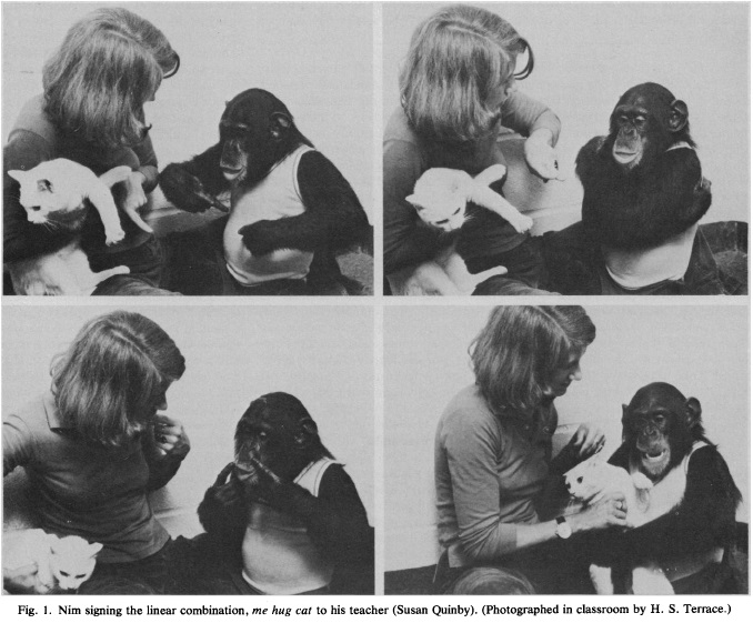 Nim_Chimpsky_Me_Hug_Cat.jpg